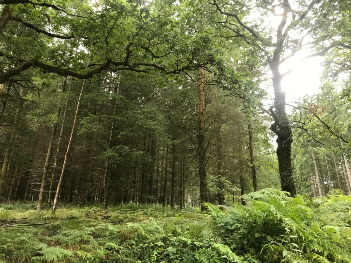 Old Co Op House -Forest Of Dean Bream Extérieur photo