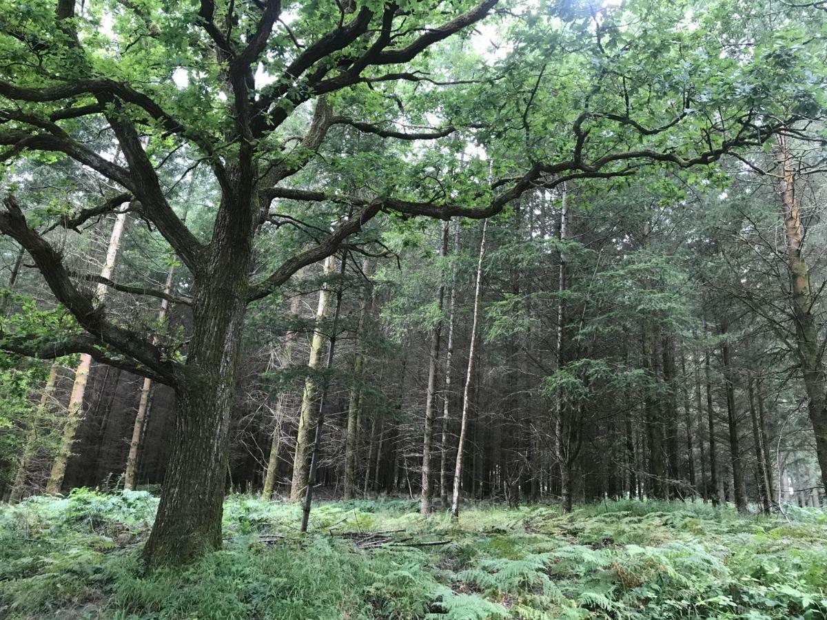 Old Co Op House -Forest Of Dean Bream Extérieur photo