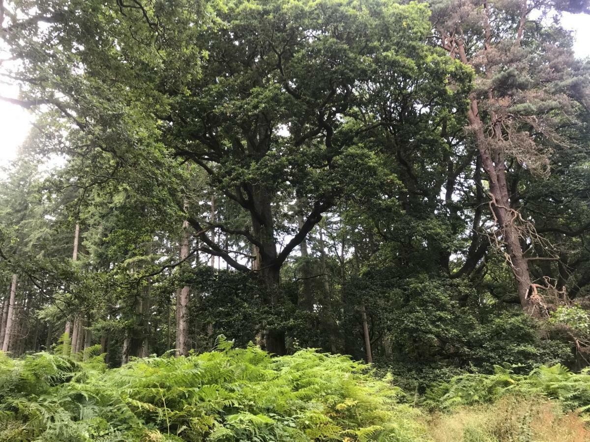 Old Co Op House -Forest Of Dean Bream Extérieur photo